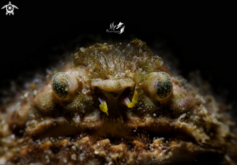 A Calappa Gallus | rough box crab or lumpy box crab