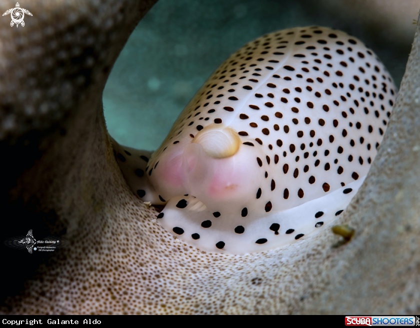 A Black Spotted Egg Cowrie