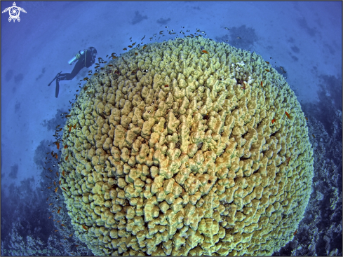 A Homo sapiens, Porites nodifera | Diver with Dome coral