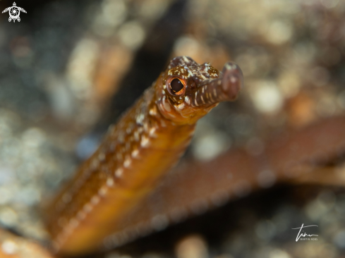 A Greater Pipefish
