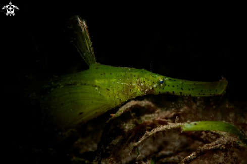 A Solenostomus cyanopterus | GHOST PIPEFISH