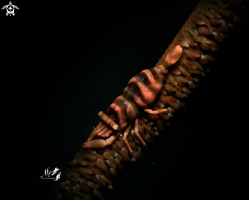 A Anker whip coral Shrimp  | Anker's whip coral Shrimp 