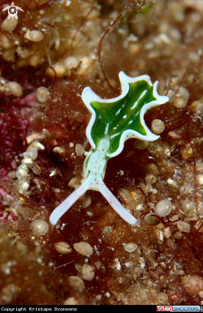 A Sap-sucking sea slug