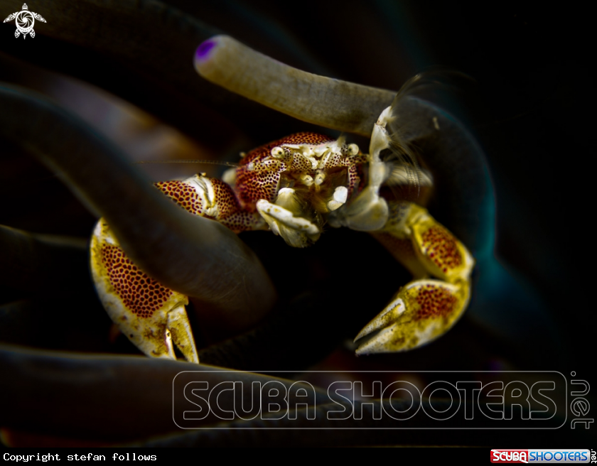 A Anemone Porcelain Crab 