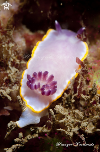 A Chromodoris purpurea | nudibranch