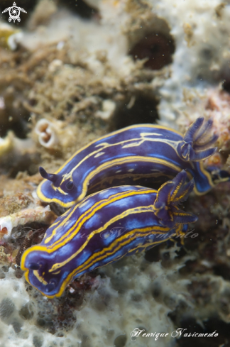 A Felimare bilineata | nudibranch