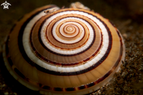 A Architectonica perspectiva | SNAIL