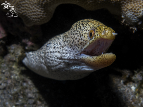 A Gymnothorax nasuta | Abbott's moray eel / Koreha Puhi