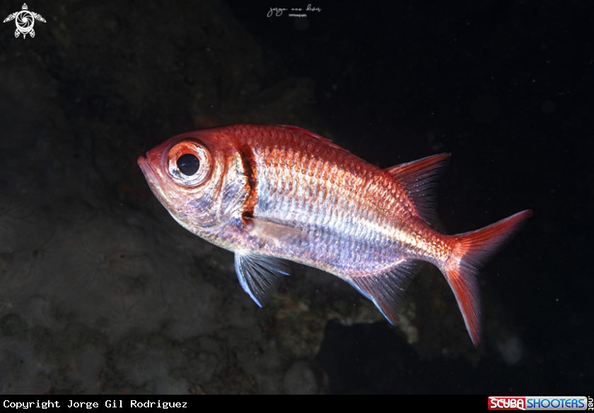 A Soldierfish
