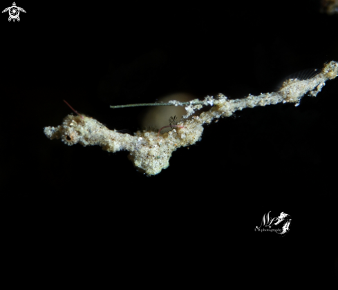 A Kyonemichthys rumengani | Lembeh Sea Dragon 