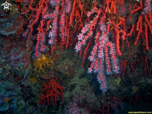 A Corallium rubrum  | Corallo rosso 