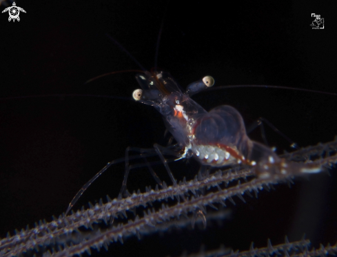 A Periclimenes antipathophilus | Black Coral Shrimp