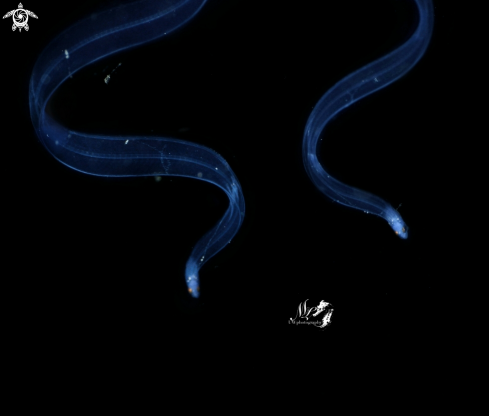 Eel Larvae stage 