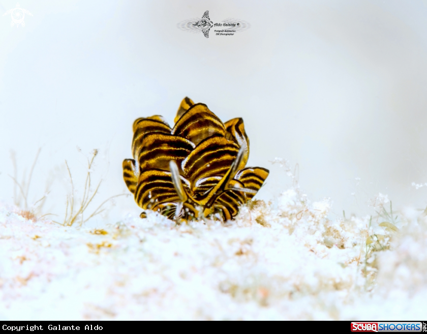 A Butterfly Seaslug