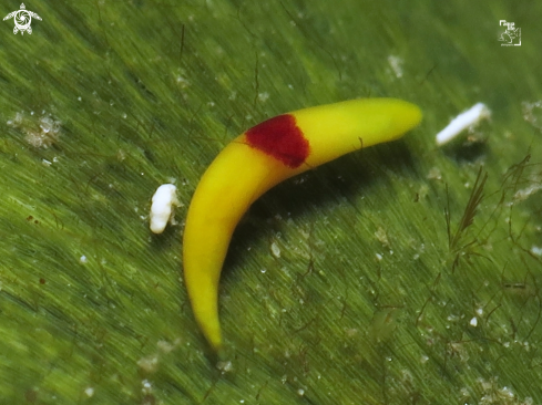 A Order: Acoela | Red Spot Banana Worm