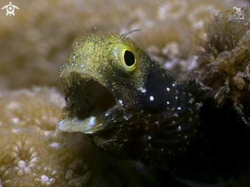 A Acanthemblemaria spinosa | Spinyhead Blenny