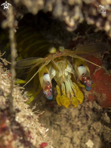 A Neogonodactylus curacaoensis | Dark Mantis Shrimp