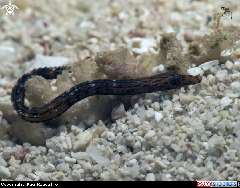 A Crested Pipefish