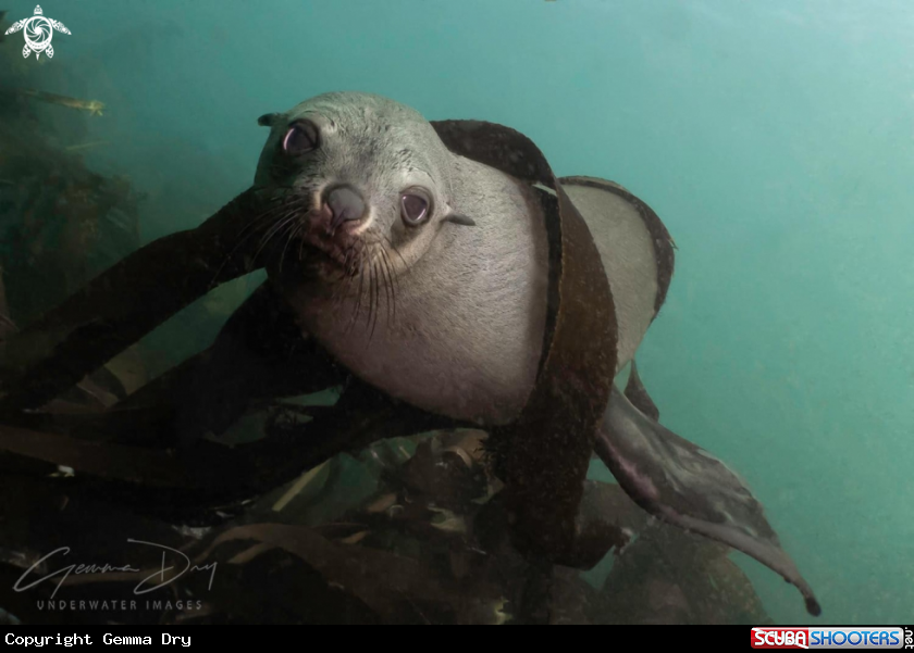 A Cape Fur Seal