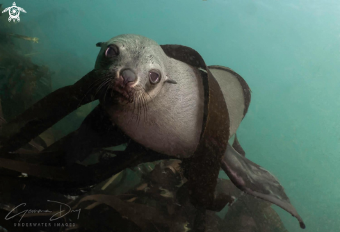 A Arctocephalus pusillus pusillus | Cape Fur Seal