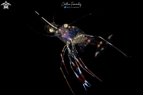 A Urocaridella antonbruunii | Shrimp