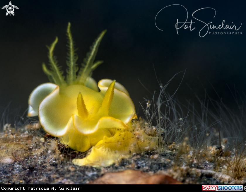 A nudibranch, yellow, pretty!