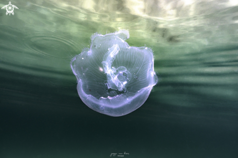 A Moon jellyfish