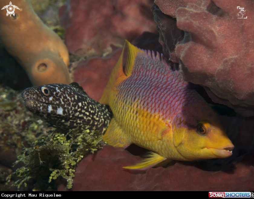 A Spotted Moray and Spanish Hogfish