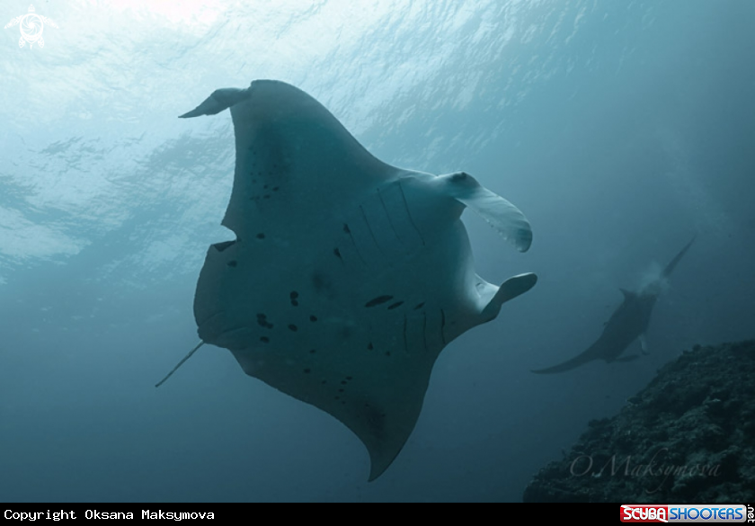 A Manta Ray Cleaning Station