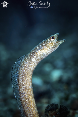A Gorgasia barnesi  | Garden eel
