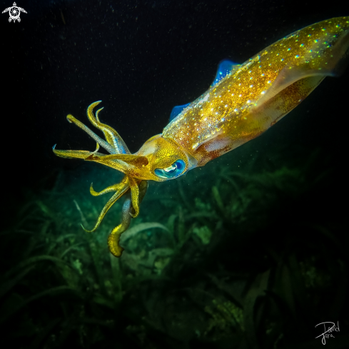 A  Sepioteuthis lessoniana | Bigfin reef squid