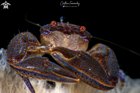A Aliaporcellana sp. | Crab