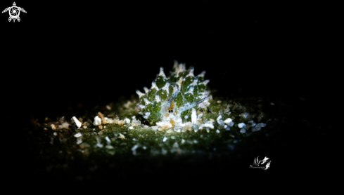 A Costasiella kuroshimae  | Shaun the Sheep nudibranch 
