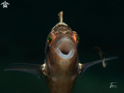 A Brown Wrasse