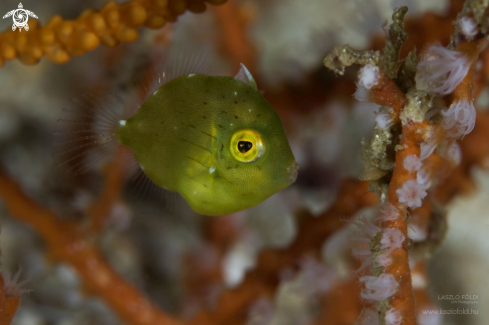 A Juvenile filefish