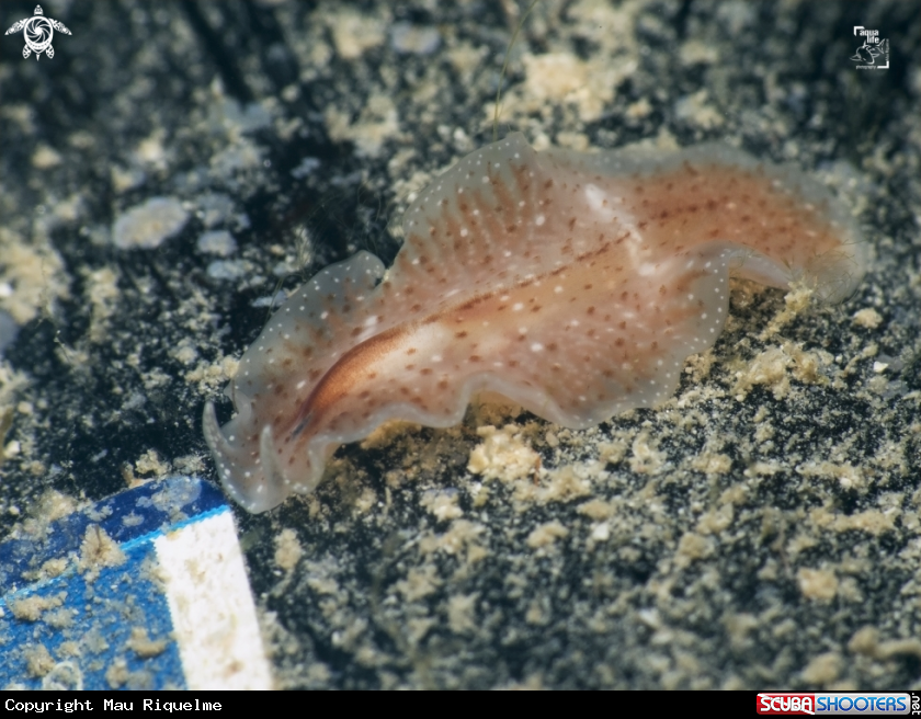 A Pinkstreak Flatworm