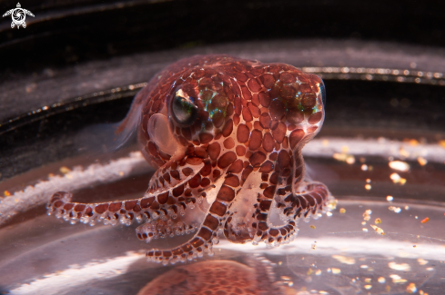 A Euprymna berryi | Cuttlefishes