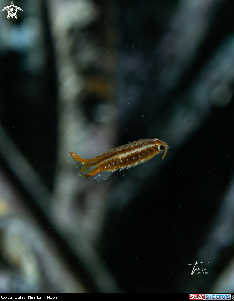 A Isopod