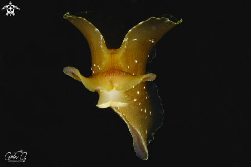 A Aplysia Punctata | Seahare