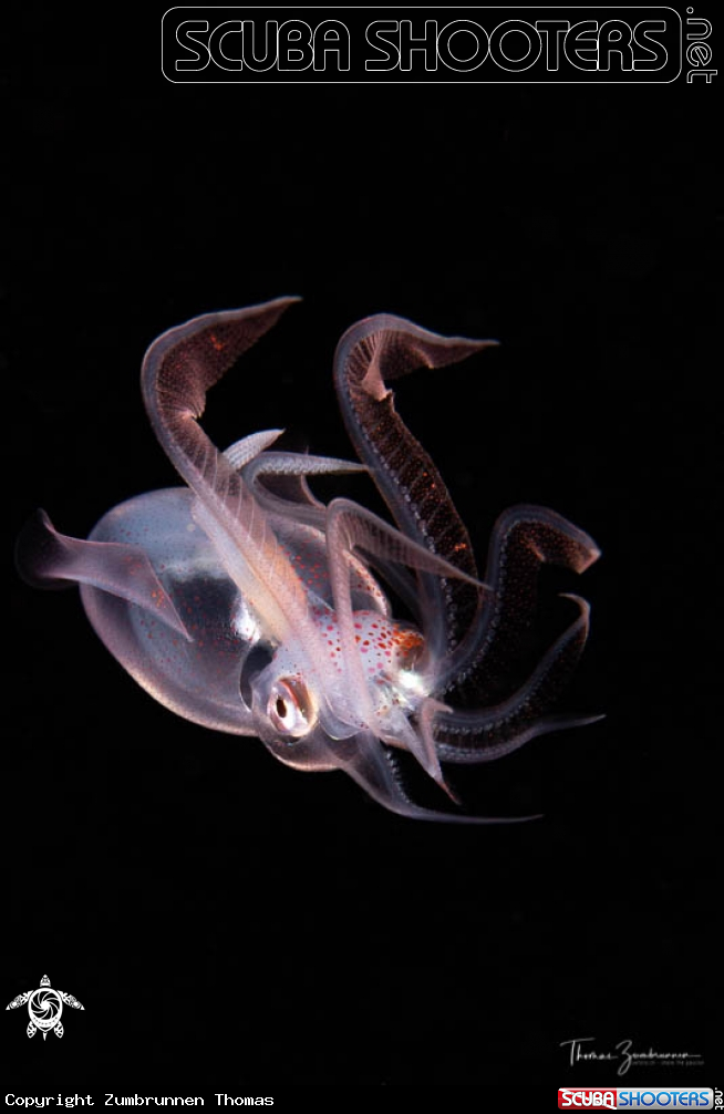 A Diamond squid 