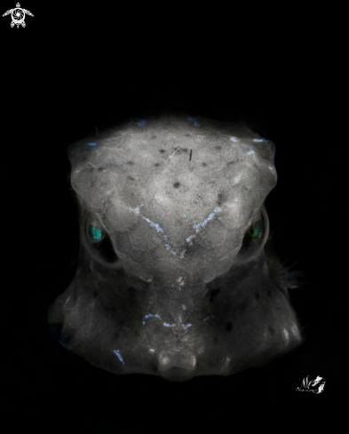 Juvenile Boxfish 