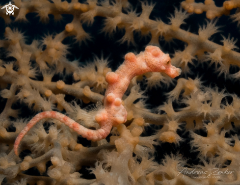 A Denise`s pygmy seahorse