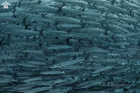 A School of Blackfin barracuda (Sphyraena qenie)