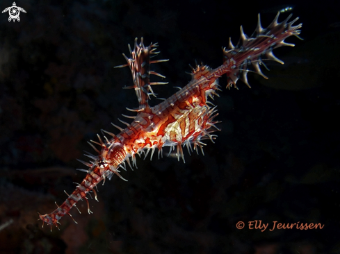 A Solenostomus paradoxus | Ornate Ghost Pipe Fish
