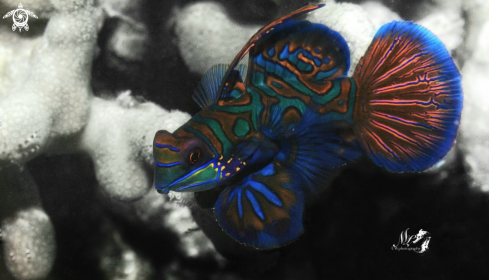 A Synchiropus splendidus | Mandarin fish 