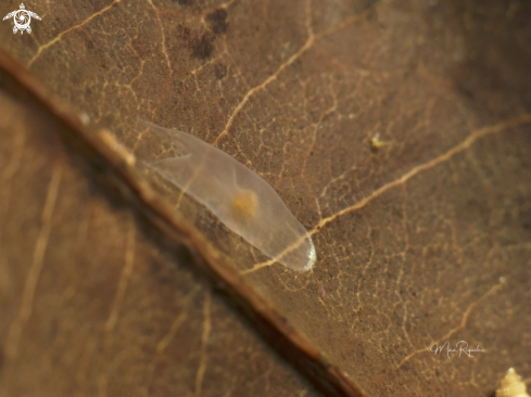 A Ghost Flatworm