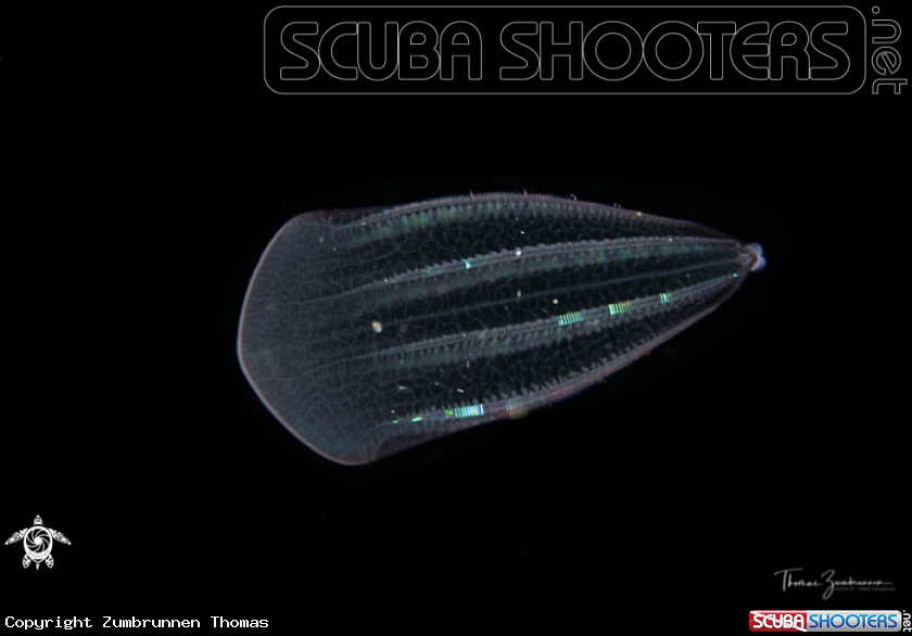 A Comb jelly 