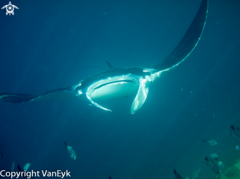 A Manta birostris | Giant Oceanic Manta Ray
