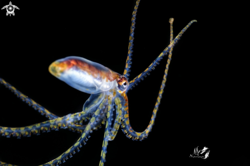 A Macrotritopus defilippi | Juvenile atlantic longarm octopus 