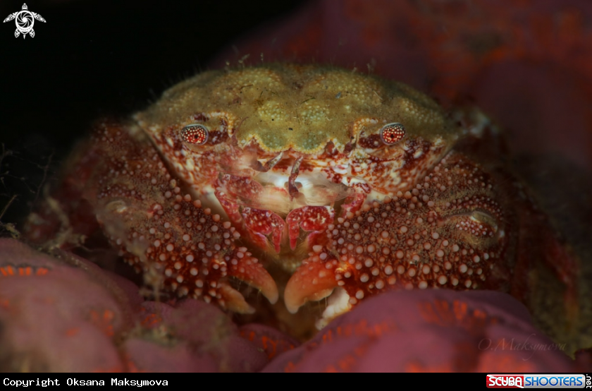 A Crab Actumnus sp. 